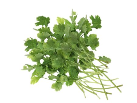 Genting Garden Coriander Leaves (Malaysia) 10g Hot on Sale