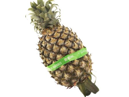 Josapine Pineapple (Malaysia) Cheap